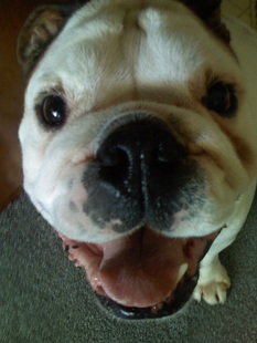 Picture: EAPD Bulldog